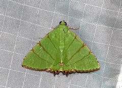 Eulepidotis viridissima