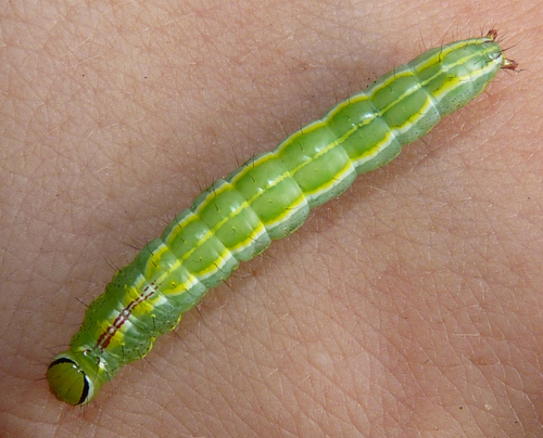 Variable Oakleaf Caterpillar Moth