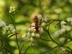 Tachypompilus mendozae