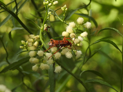 Tachypompilus mendozae