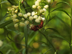 Tachypompilus mendozae