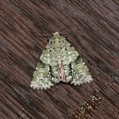 Acronicta psorallina