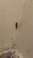 Ctenolepisma longicaudatum