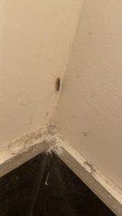 Ctenolepisma longicaudatum