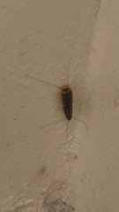 Ctenolepisma longicaudatum