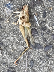 Coryacris angustipennis