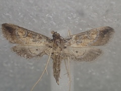 Hydriris chalybitis