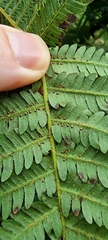 Alsophila spinulosa