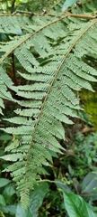 Alsophila spinulosa