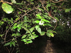 Chiococca alba