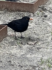 Turdus merula