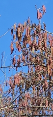 Alnus glutinosa