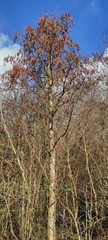 Alnus glutinosa