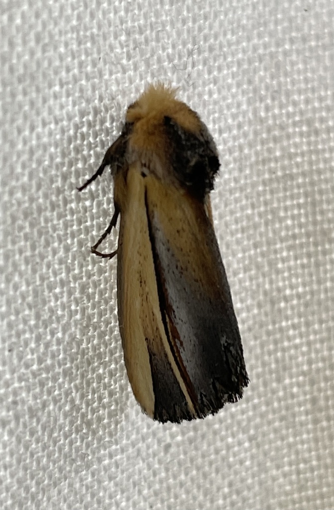Eutimia gallans