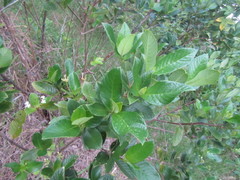 Guettarda platypoda
