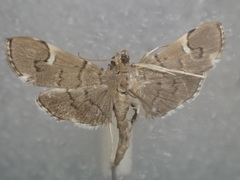 Patania aedilis