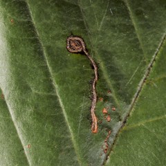 Bucculatrix frangutella