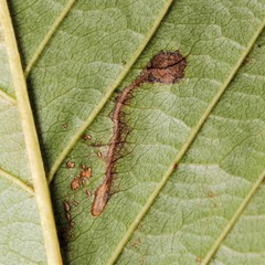 Bucculatrix frangutella