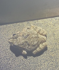 Platyplectrum ornatum