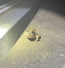 Platyplectrum ornatum