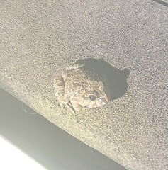 Platyplectrum ornatum