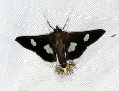 Diaphania exclusalis