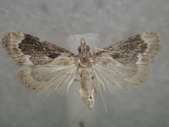 Otiophora leucura