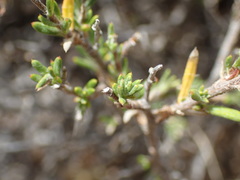 Euryops multifidus