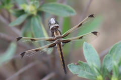 Libellula angelina