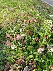 Capsella grandiflora