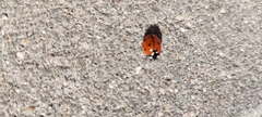 Coccinella septempunctata