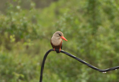 Halcyon leucocephala