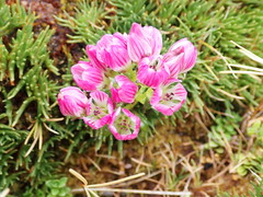 Gentianella concinna