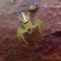 Telamonia dimidiata