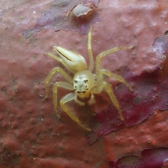 Telamonia dimidiata