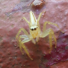 Telamonia dimidiata