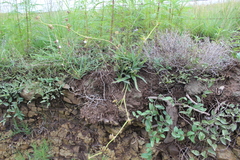 Cyanotis speciosa