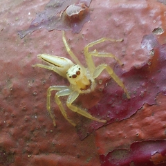 Telamonia dimidiata