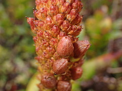 Bulbinella rossii