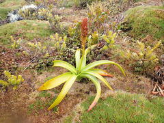 Bulbinella rossii