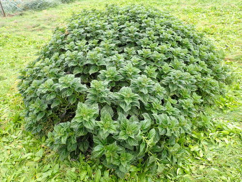 Stinging Nettle