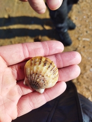 Flexopecten glaber ponticus