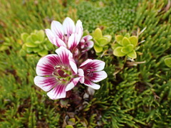 Gentianella concinna