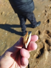 Flexopecten glaber ponticus