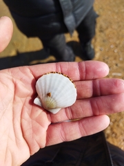 Flexopecten glaber ponticus