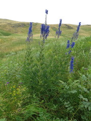 Delphinium cyananthum