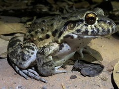 Leptodactylus vastus