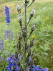 Delphinium cyananthum