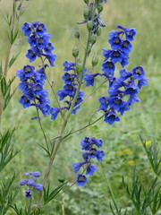 Delphinium cyananthum