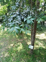 Agathis dammara